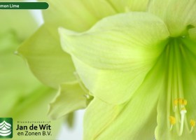 hippeastrum Lemon Lime (3)